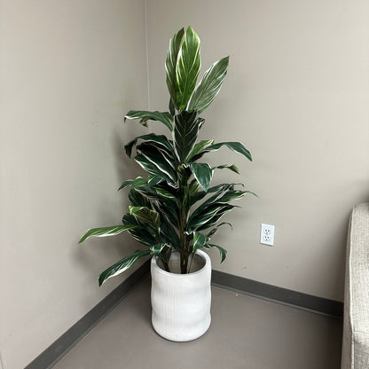 Artificial Calathea Plant
