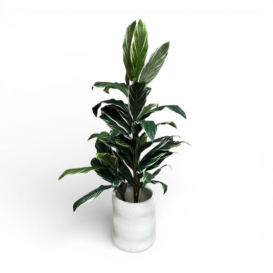 Artificial Calathea Plant